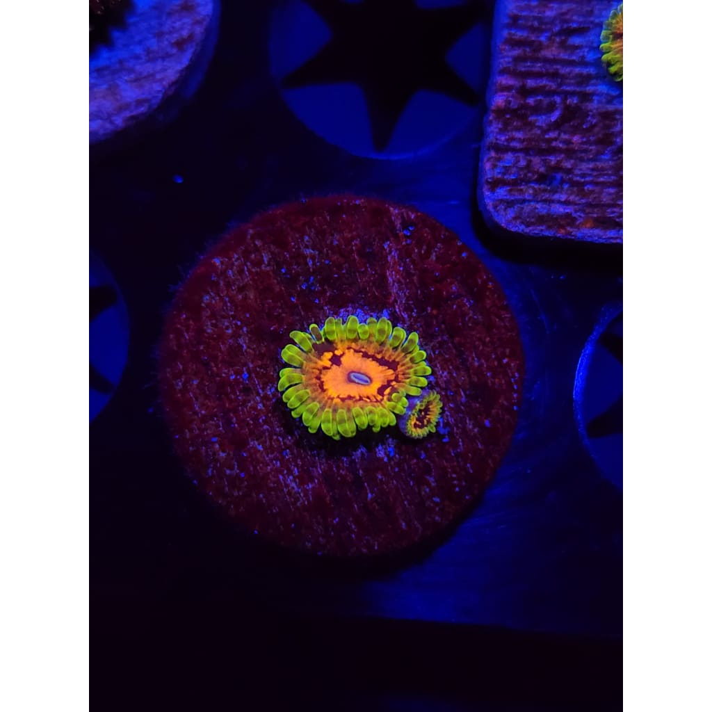 SBB Marvin the Martian Zoanthid Frag WYSIWYG!