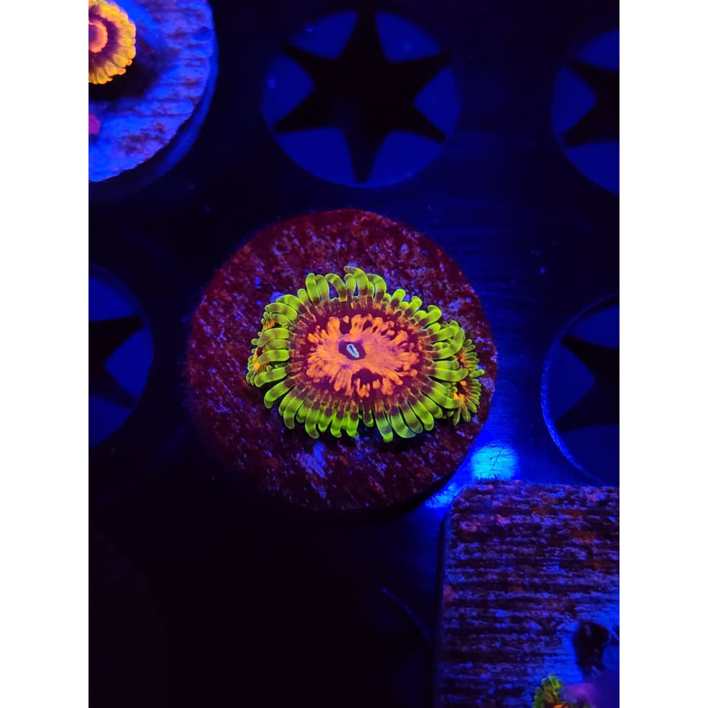SBB Marvin the Martian Zoanthid Frag WYSIWYG!