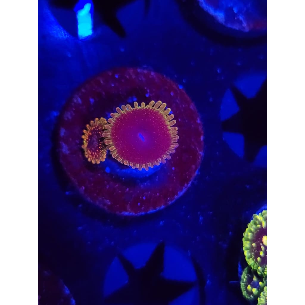 SBB Thermosphere Zoanthid Frag WYSIWYG!