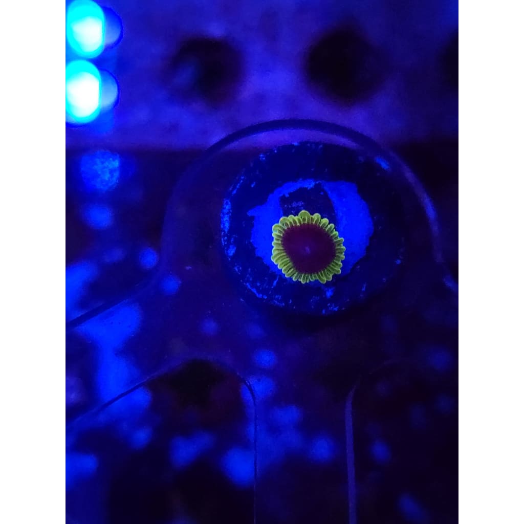 SBB Thermosphere Zoanthid Frag WYSIWYG!