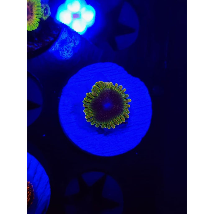 SBB Thermosphere Zoanthid Frag WYSIWYG!