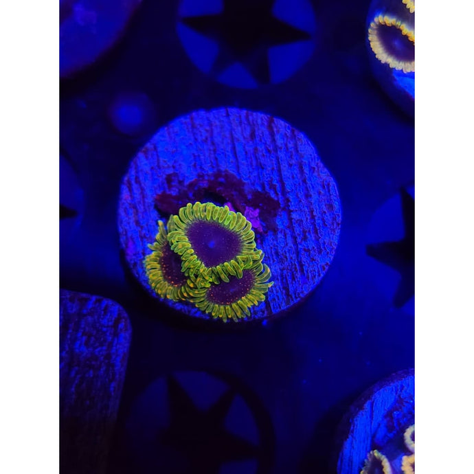 SBB Thermosphere Zoanthid Frag WYSIWYG!