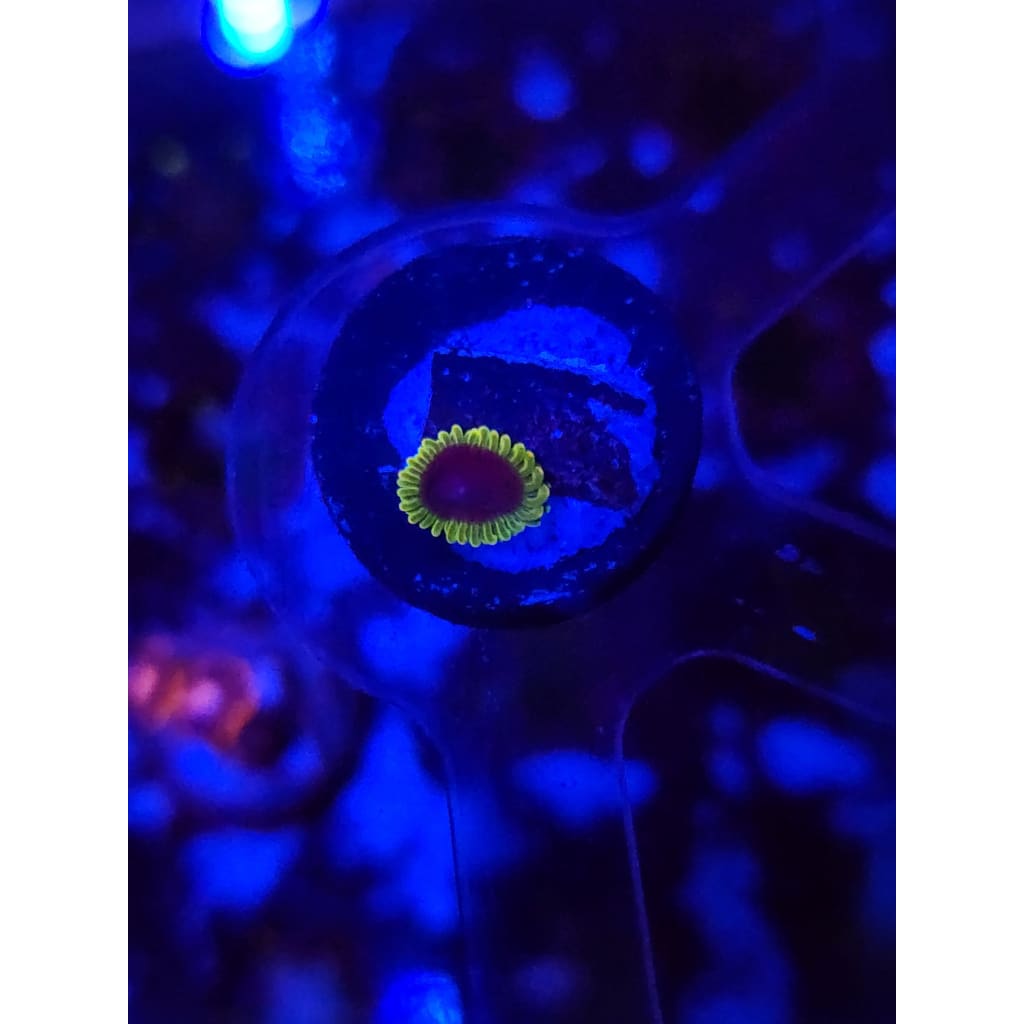 SBB Thermosphere Zoanthid Frag WYSIWYG!