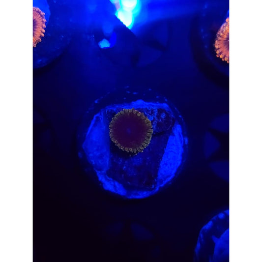 SBB Thermosphere Zoanthid Frag WYSIWYG!