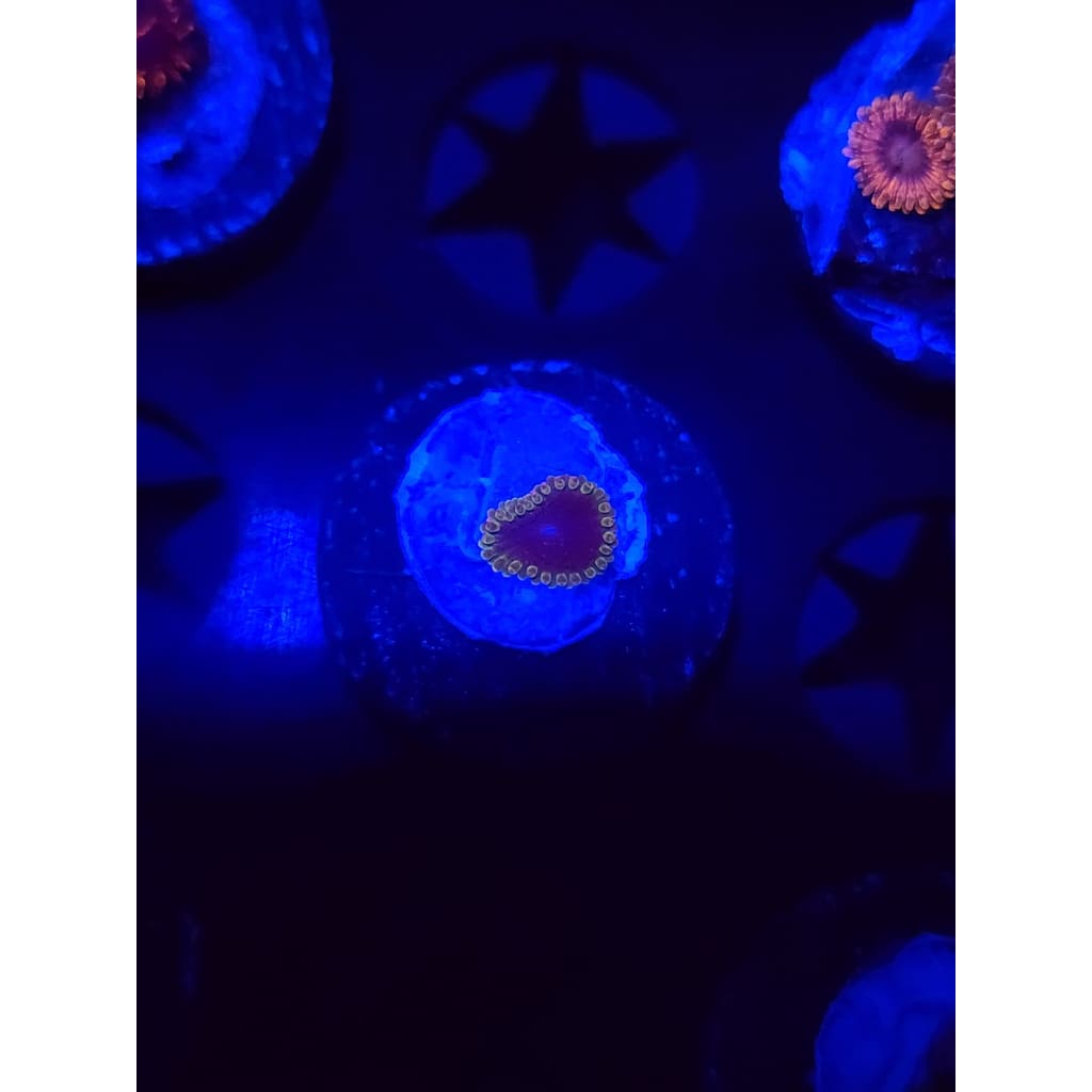 SBB Thermosphere Zoanthid Frag WYSIWYG!