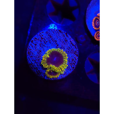 SBB Thermosphere Zoanthid Frag WYSIWYG!