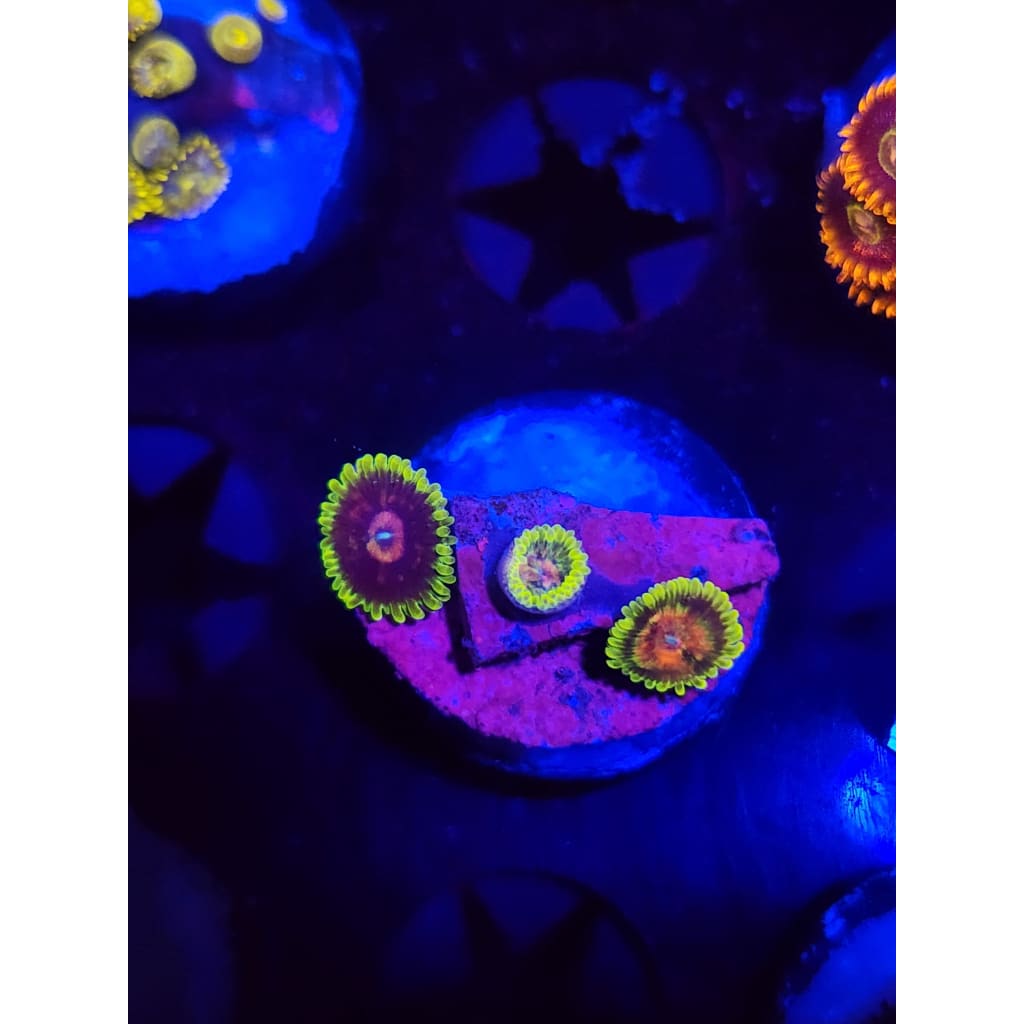 Scarlet Fever Zoanthid Frag WYSIWYG!