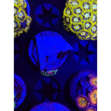 Scarlet Fever Zoanthid Frag WYSIWYG!