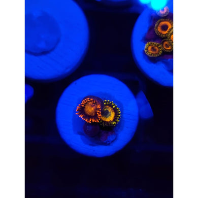Scrambled Egg Combo Zoanthid Frag WYSIWYG!