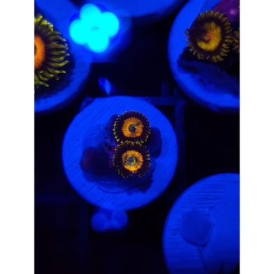 Scrambled Egg Morph Zoanthid Frag WYSIWYG!
