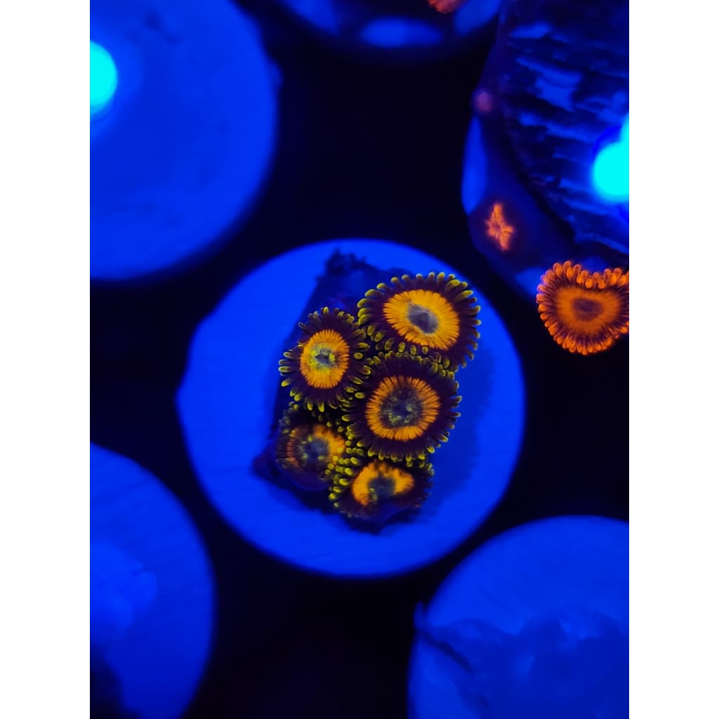 Scrambled Egg Morph Zoanthid Frag WYSIWYG!
