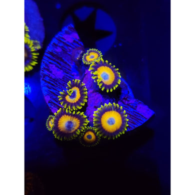 Scrambled Egg Zoanthid Frag WYSIWYG!
