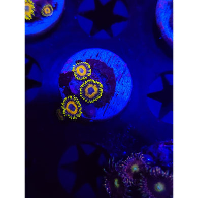 Scrambled Egg Zoanthid Frag WYSIWYG!