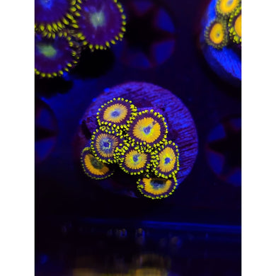Scrambled Egg Zoanthid Frag WYSIWYG!
