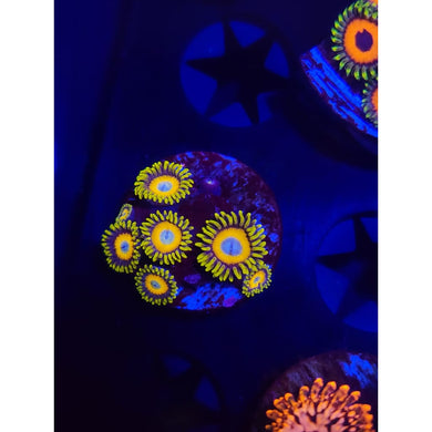 Scrambled Egg Zoanthid Frag WYSIWYG!
