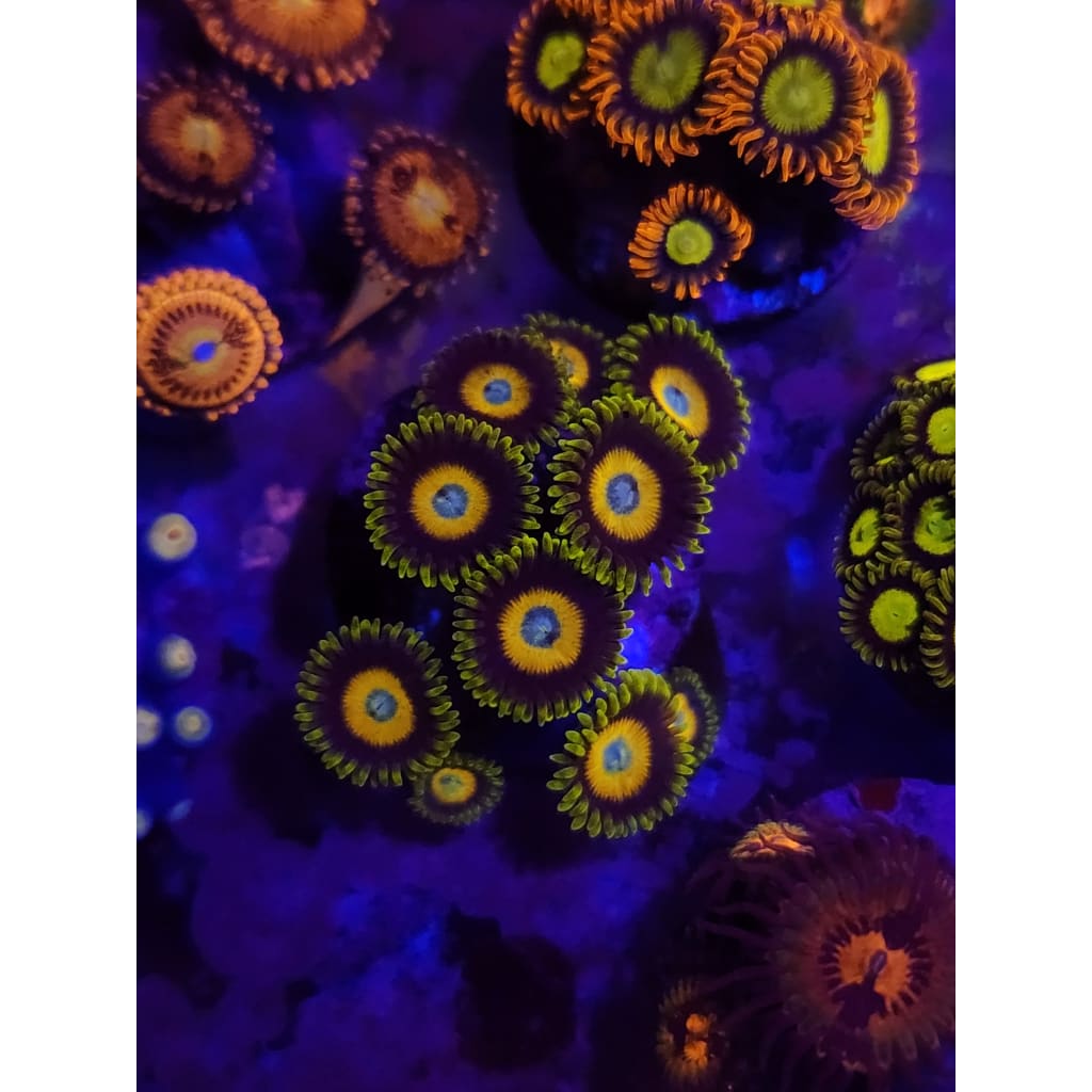 Scrambled Egg Zoanthid Frag WYSIWYG!