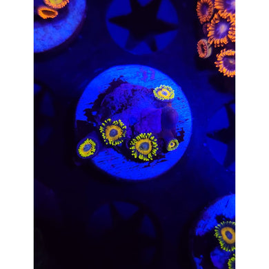 Scrambled Egg Zoanthid Frag WYSIWYG!