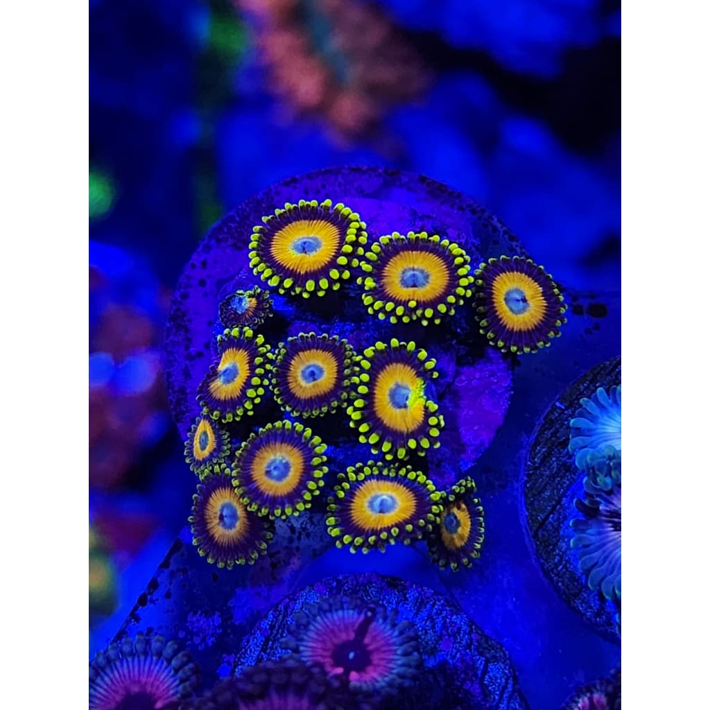 Scrambled Egg Zoanthid Frag WYSIWYG!