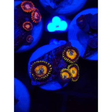 Scrambled Egg Zoanthid Frag WYSIWYG!