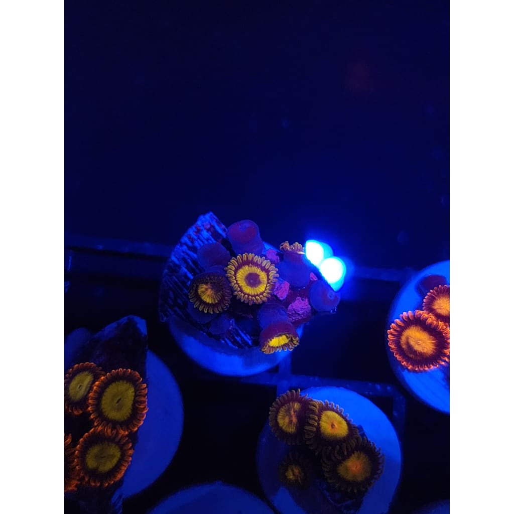 Scrambled Egg Zoanthid Frag WYSIWYG!