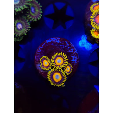 Scrambled Egg Zoanthid Frag WYSIWYG!