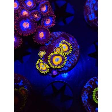 Scrambled Egg Zoanthid Frag WYSIWYG!