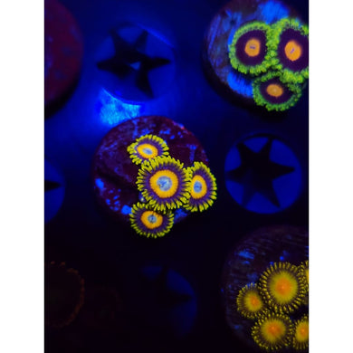 Scrambled Egg Zoanthid Frag WYSIWYG!