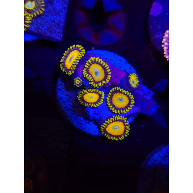 Scrambled Egg Zoanthid Frag WYSIWYG!