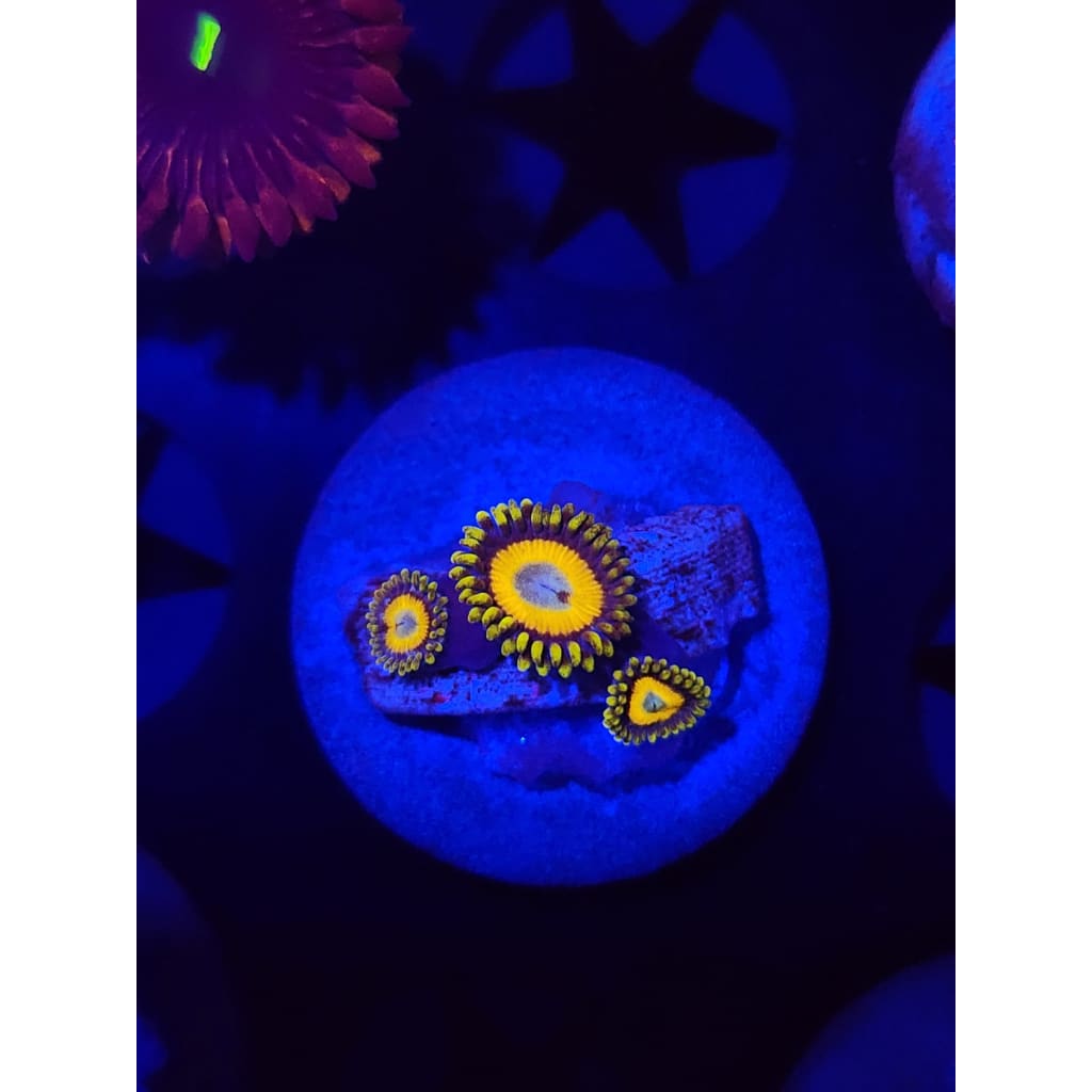 Scrambled Eggs Zoanthid Frag WYSIWYG!