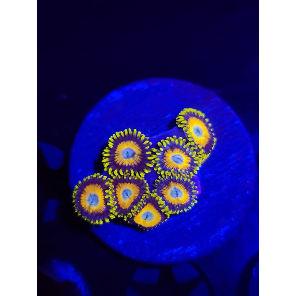 Scrambled Eggs Zoanthid Frag WYSIWYG!