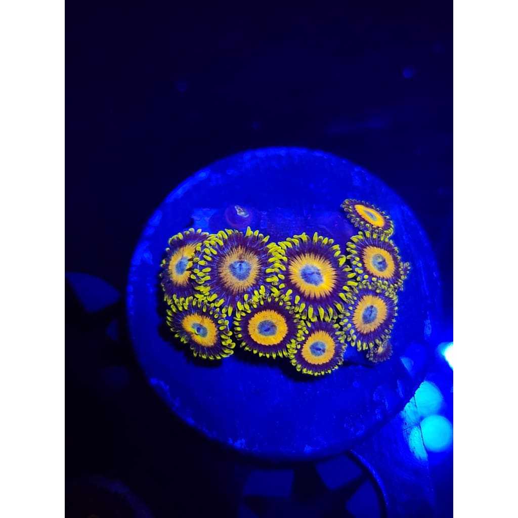 Scrambled Eggs Zoanthid Frag WYSIWYG!