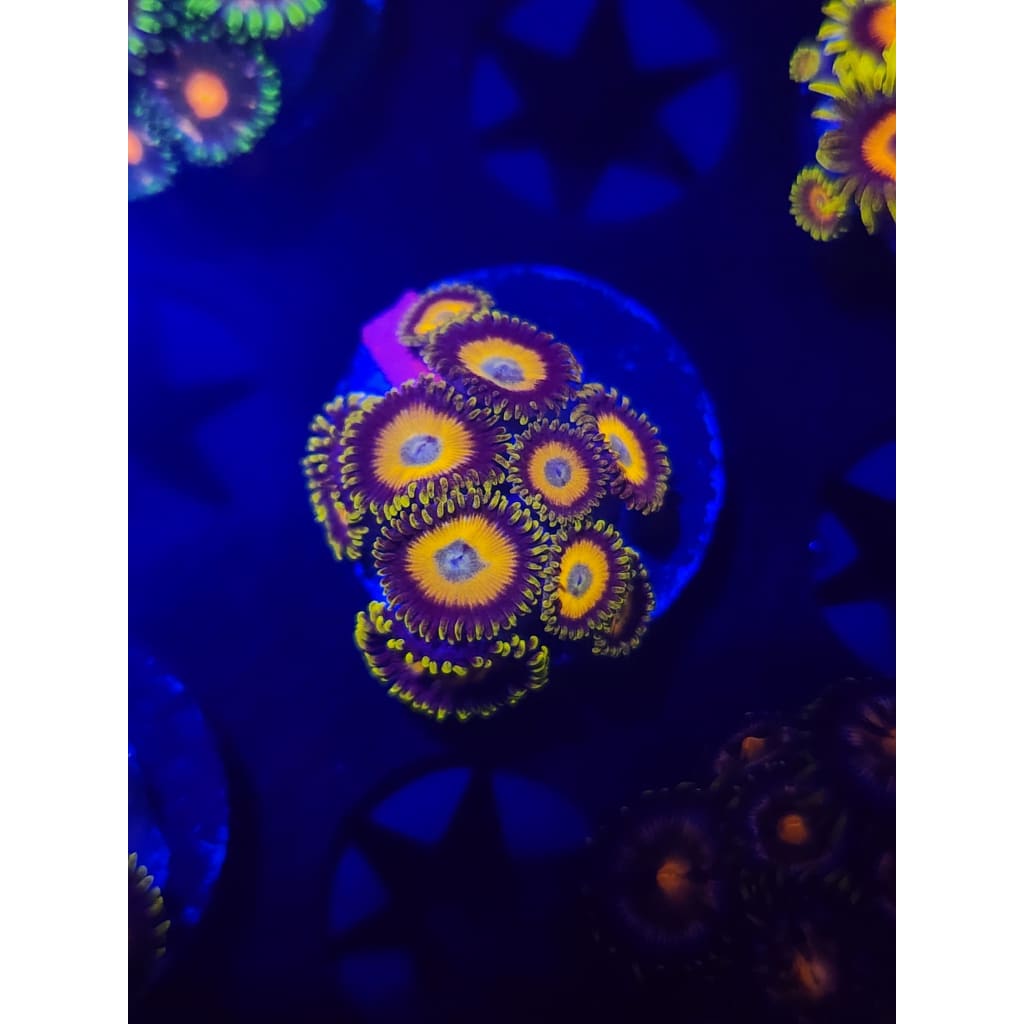 Scrambled Eggs Zoanthid Frag WYSIWYG!