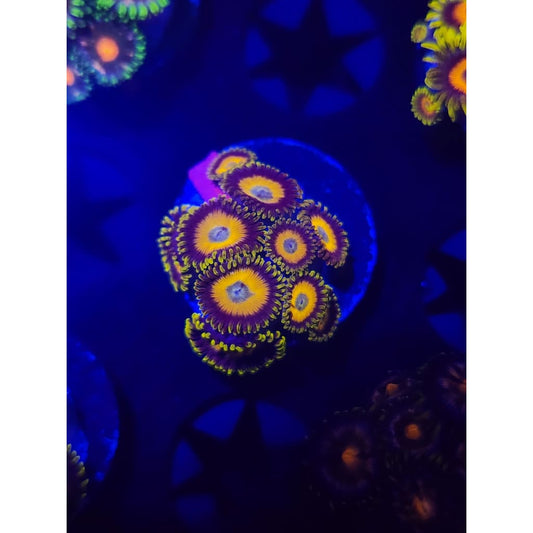 Scrambled Eggs Zoanthid Frag WYSIWYG!