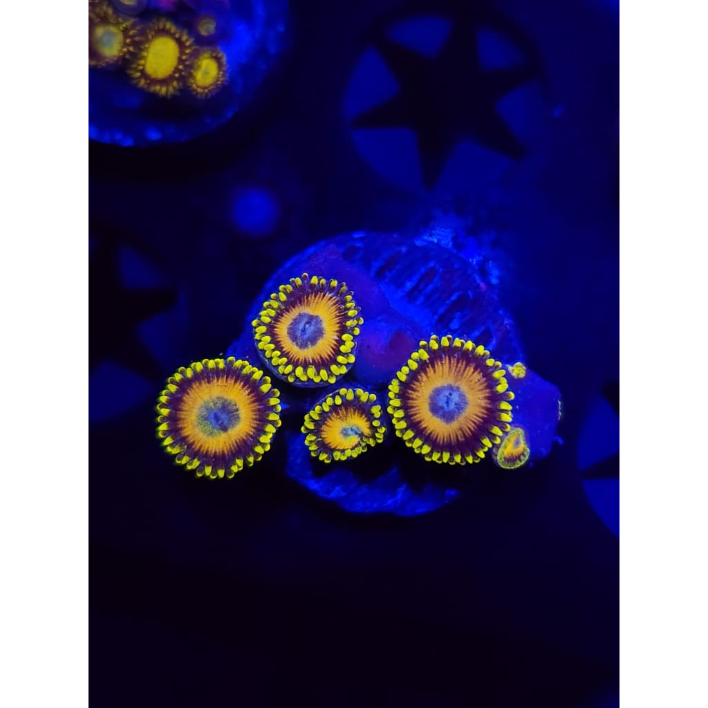 Scrambled Eggs Zoanthid Frag WYSIWYG!