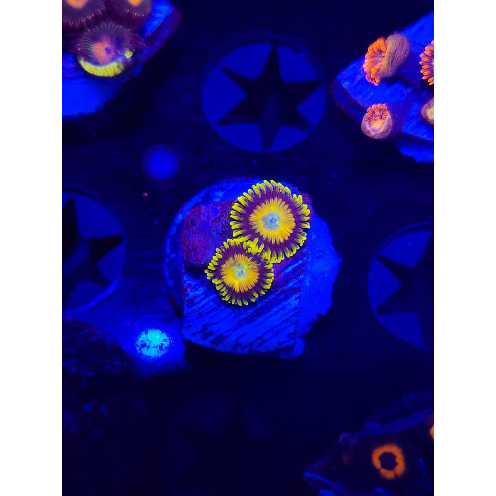 Scrambled Eggs Zoanthid Frag WYSIWYG!