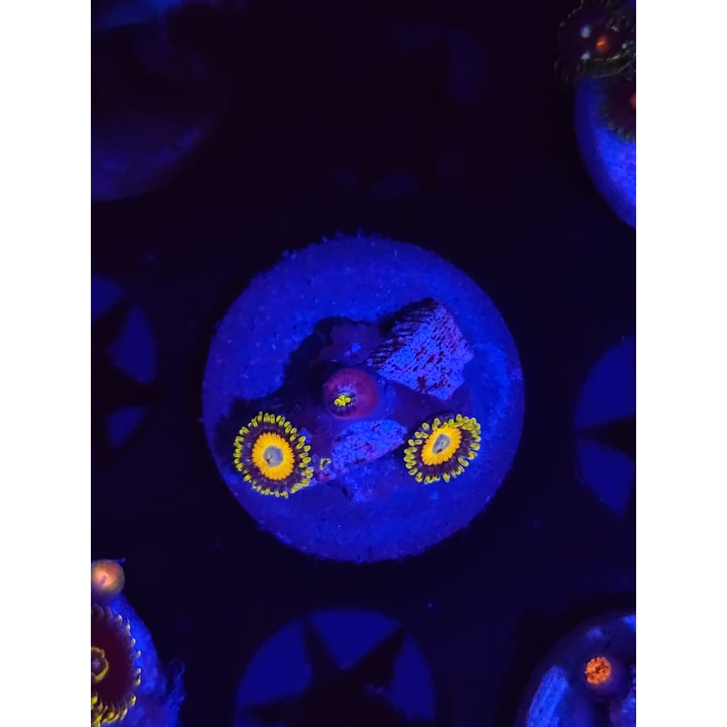 Scrambled Eggs Zoanthid Frag WYSIWYG!