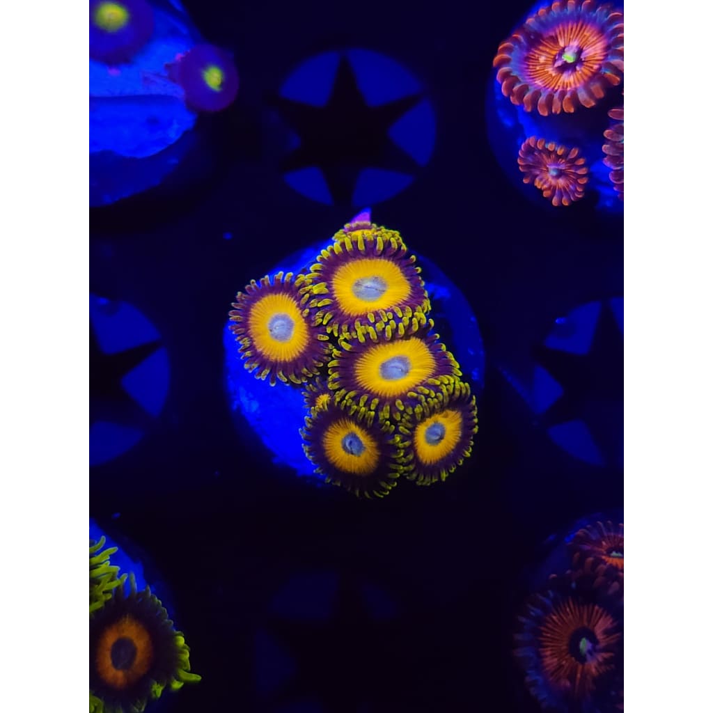 Scrambled Eggs Zoanthid Frag WYSIWYG!