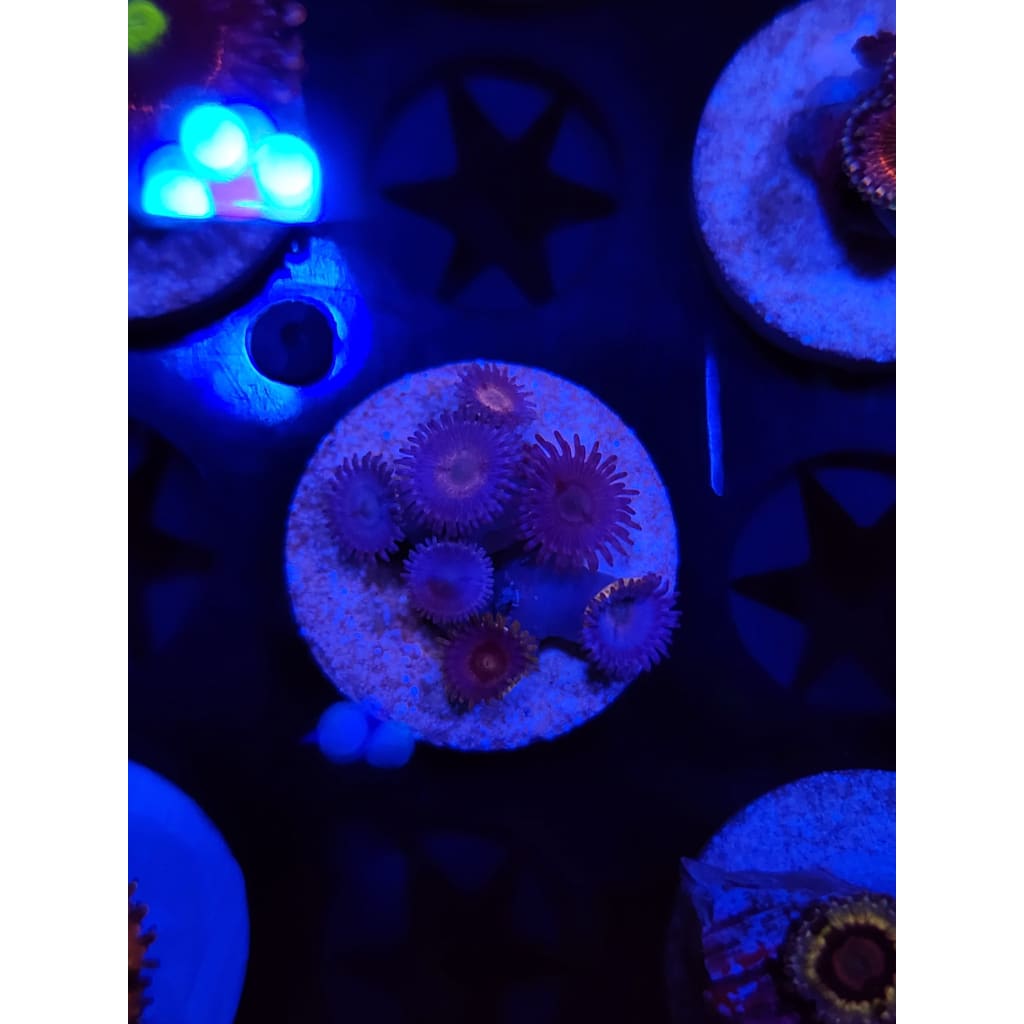 Scuba Steve Zoanthid Frag WYSIWYG!