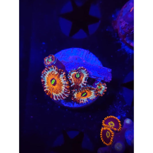 Seduction Zoanthid Frag WYSIWYG!