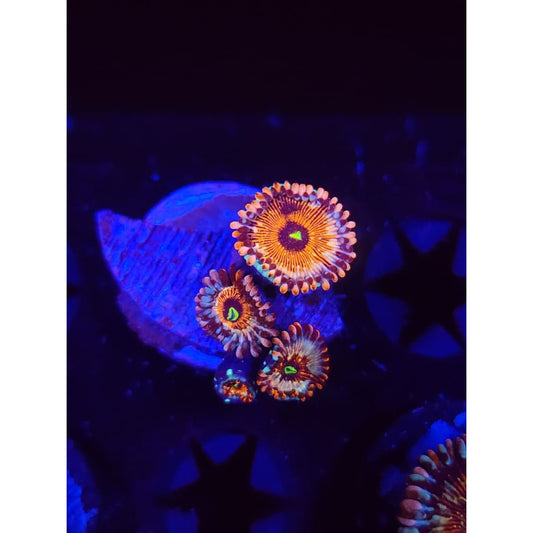 Seduction Zoanthid Frag WYSIWYG!