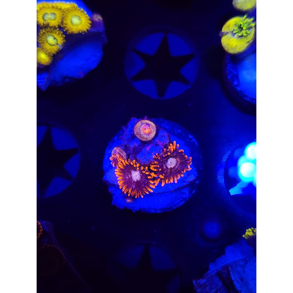 Snitches Zoanthid Frag WYSIWYG!