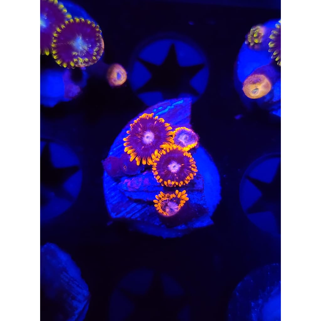 Snitches Zoanthid Frag WYSIWYG!