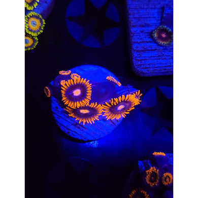 Snitches Zoanthid Frag WYSIWYG!