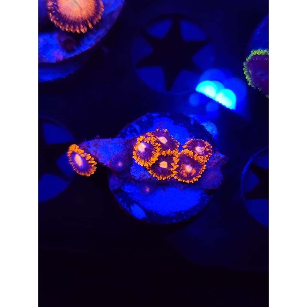 Snitches Zoanthid Frag WYSIWYG!
