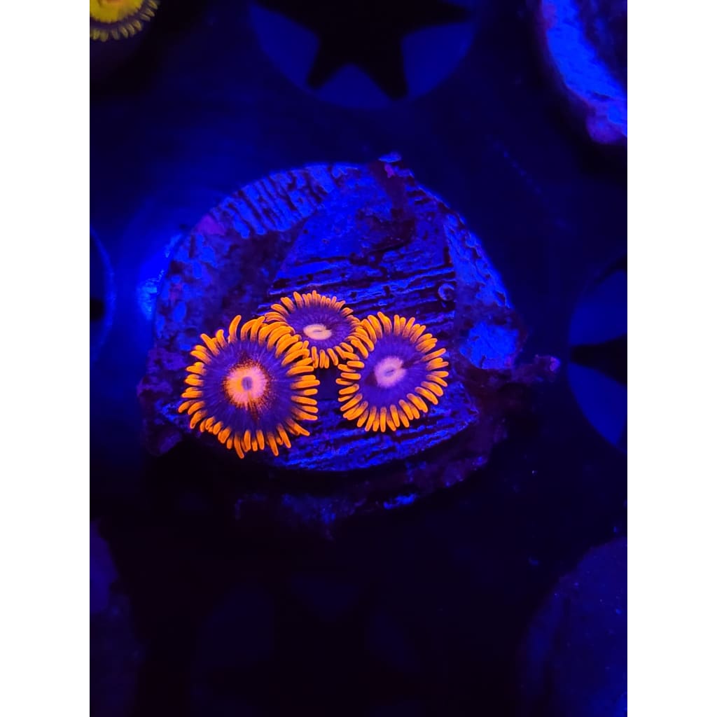 Snitches Zoanthid Frag WYSIWYG!