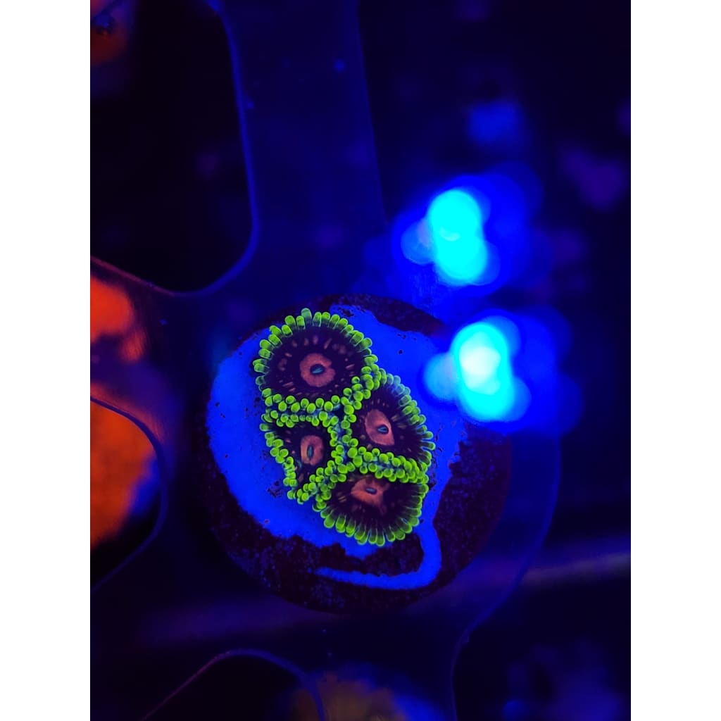 Snozberry Zoanthid Frag WYSIWYG!