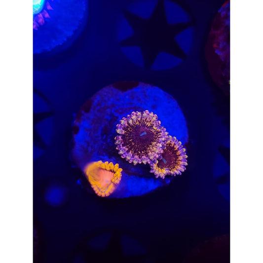 Solar Circus Combo Zoanthid Frag WYSIWYG!