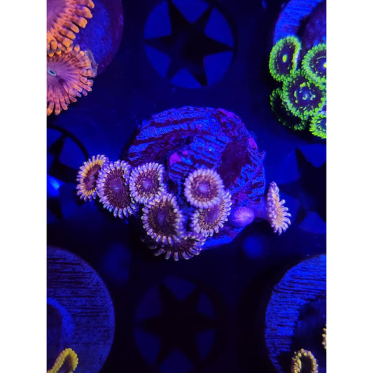 Solar Circus Zoanthid Colony WYSIWYG!