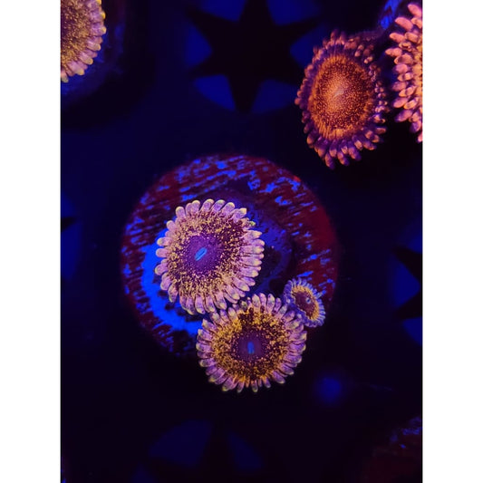 Solar Circus Zoanthid Frag WYSIWYG!