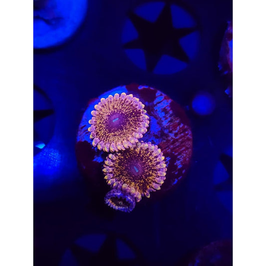 Solar Circus Zoanthid Frag WYSIWYG!